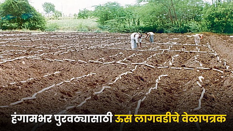 Sugarcane Farming 