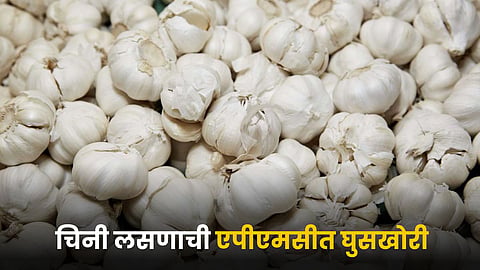 Chinese Garlic