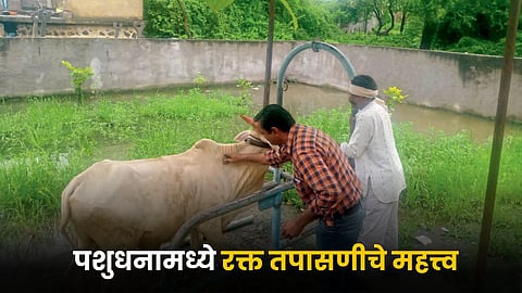Livestock Health 
