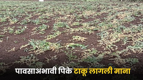 Crop Damage