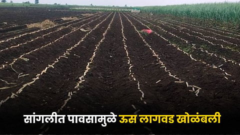 Sugarcane Farming