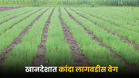 Onion Farming
