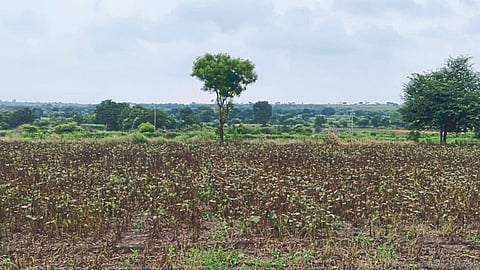Crop Damage