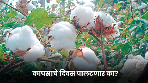 Cotton Farming