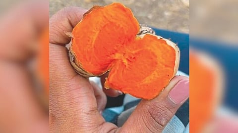 Turmeric 