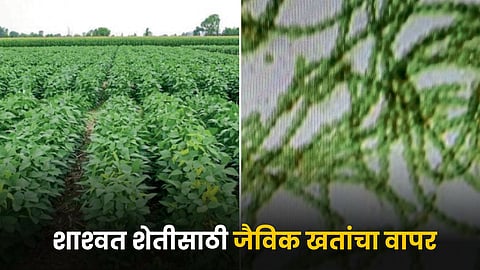 Agriculture
