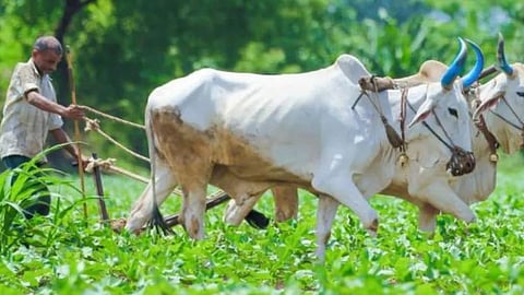 Crop Insurance 