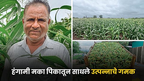 Maize Farming