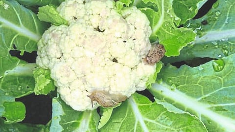 Soybean Crop Damage
