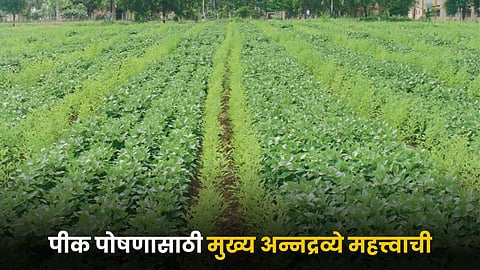 Crop Nutrition 