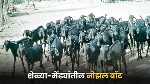 Livestock