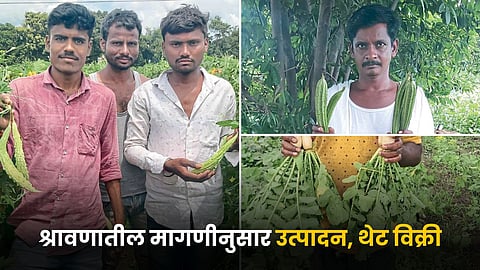 Vegetable Farming