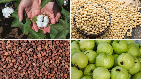 Agriculture Market