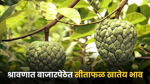 Custard Apple