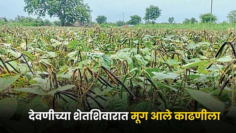 Moong Farming