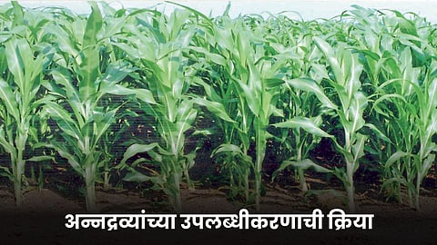 Nutrient Management