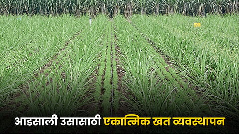 Sugarcane Fertilizers