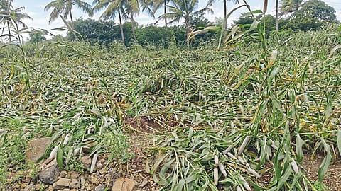 Crop Damage 