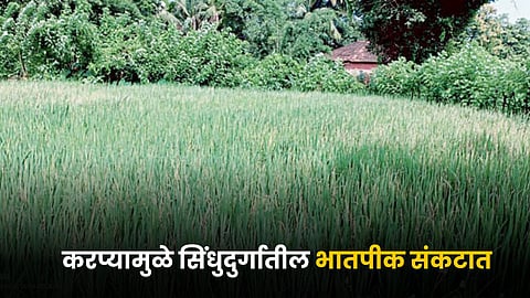 Paddy Crop
