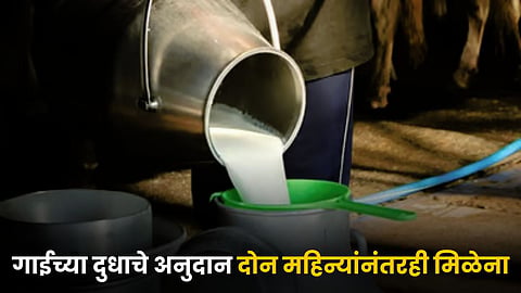 Cow Milk Subsidy