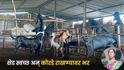 Goat Farming
