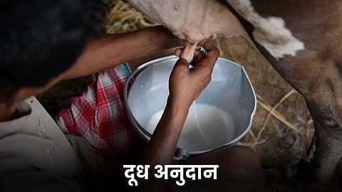 Milk Subsidy