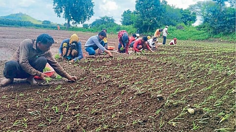 Onion Cultivation
