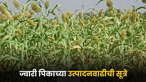 Jowar Farming