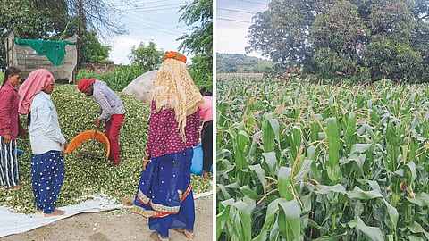 Silage Produtcion