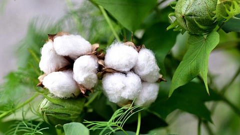 Cotton 