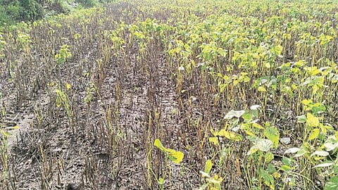 Crop Damage