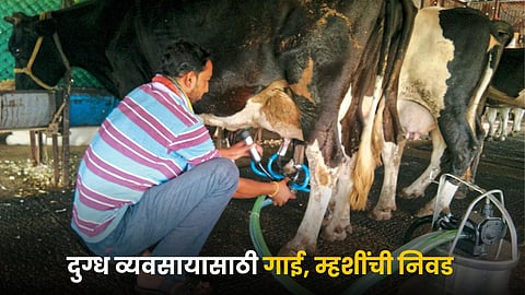 Dairy Business