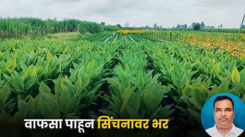 Turmeric Farming 