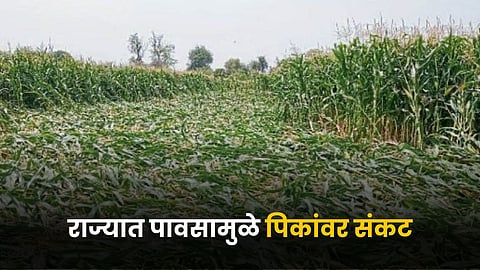 Crop Damage