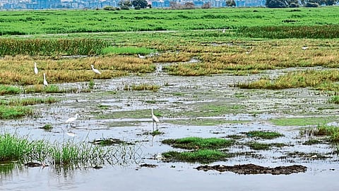 Bird Migration