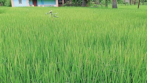 Paddy