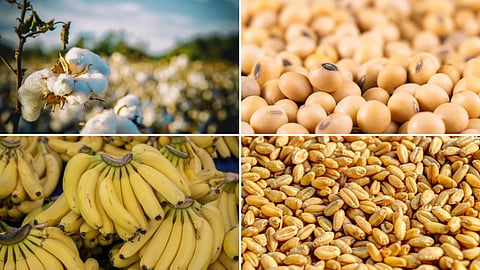 Agriculture Market 