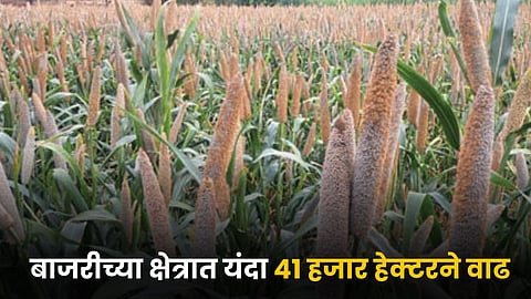 Bajari Farming