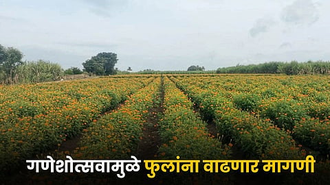 Flower Farming