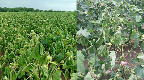 Cotton Disease 