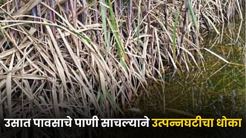 Sugarcane Farming