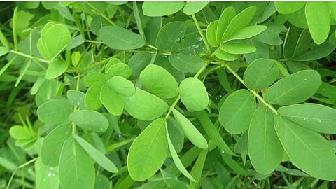 Wild Vegetables