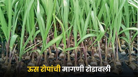 Sugarcane Seedling 