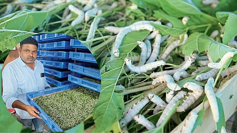 Sericulture