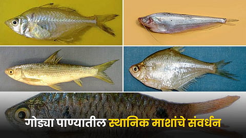 Fish Conservation