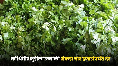 Coriander