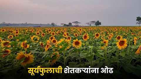 Sunflower Farming