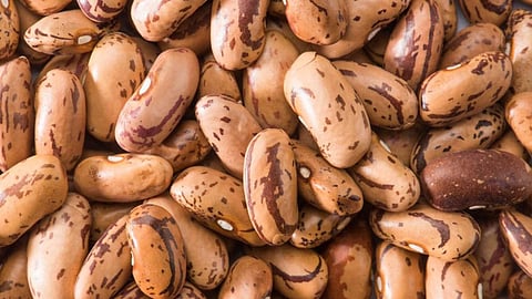 Rajma 