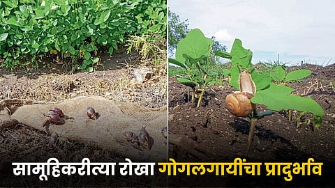 Prevention of snail Infestation