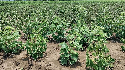 Cotton Crop